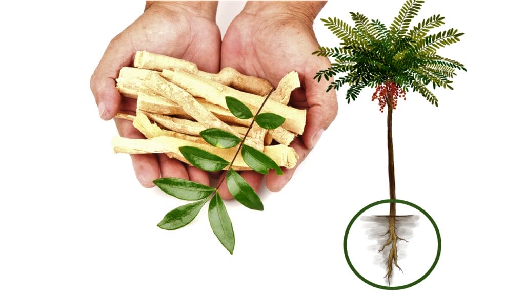 12 Tongkat Ali Health Benefits Explained